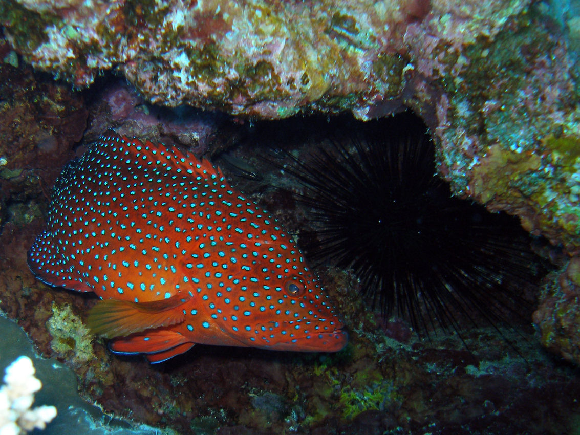 Cephalopholis miniata (Cernia dei coralli)